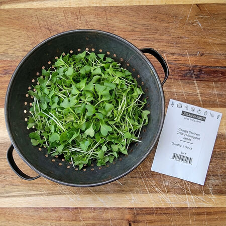 Georgia Southern Collard, Microgreen Seeds - 1/4 Pound image number null